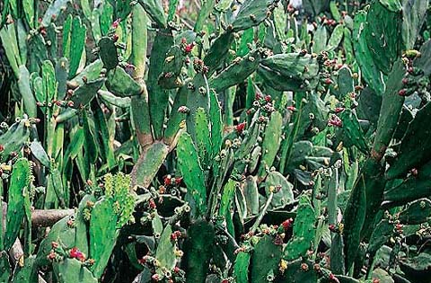 天然 素材 極上 寿老人 仙人688グラム ʙɪᴢᴀʀʀᴇ ᴘʟᴀɴᴛ ｜ 碧厳玉Gymnocalycium castellanosii ssp