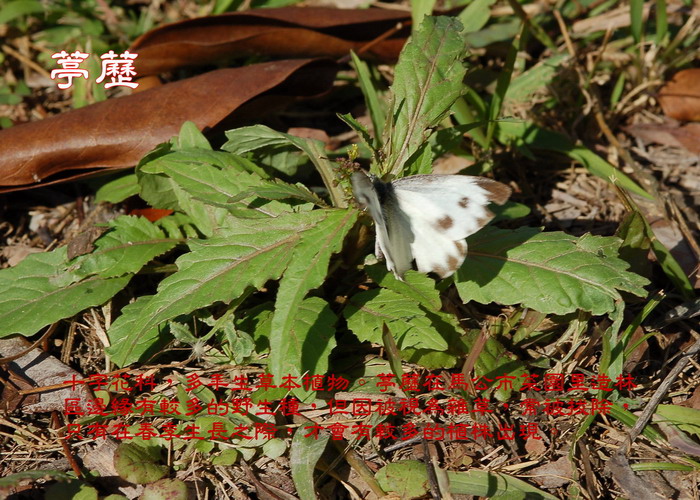 紋白蝶 台灣紋白蝶